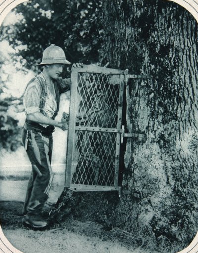 La ingeniosidad de Tommy: un árbol hueco como despensa de carne, ilustración de The Illustrated War News, 27 de septiembre de 1916 de English Photographer